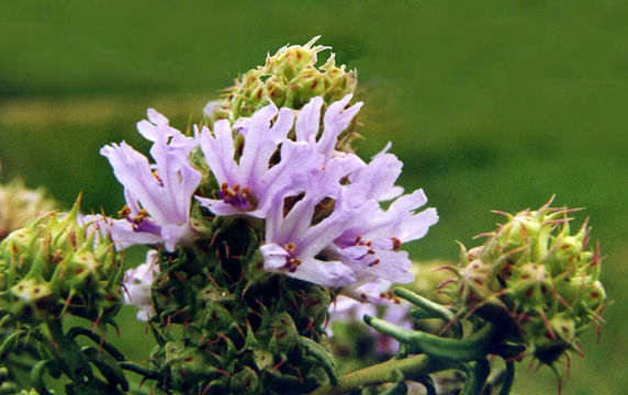 Image of <i>Coris monspeliensis</i> L.