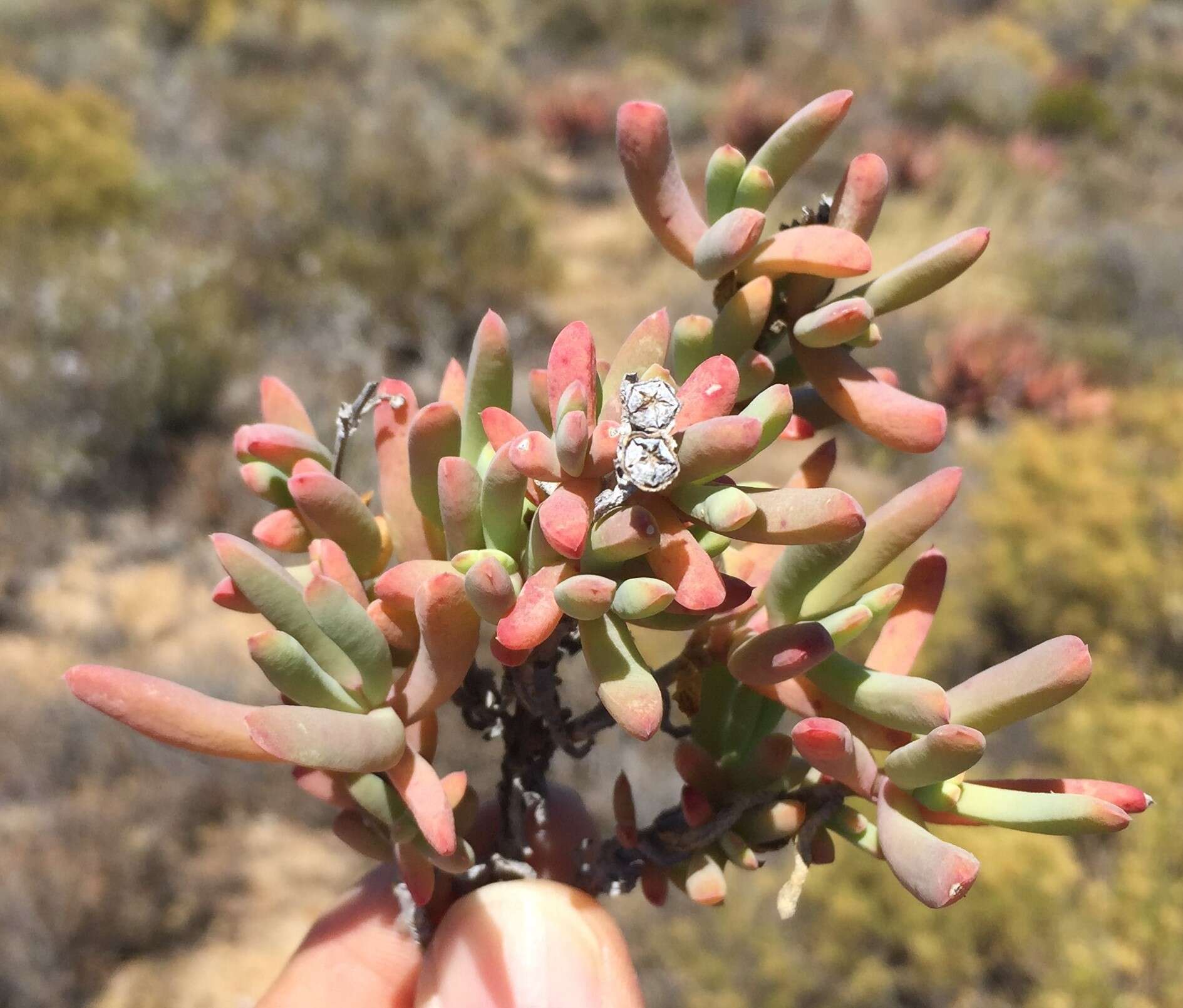 صورة Delosperma subincanum (Haw.) Schwant.