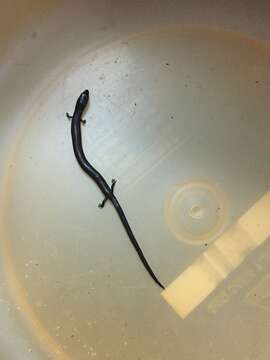 Image of Siamese Supple Skink