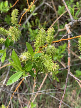 Sivun Salix lucida subsp. lasiandra (Benth.) G. W. Argus kuva