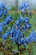 Image of blue corydalis