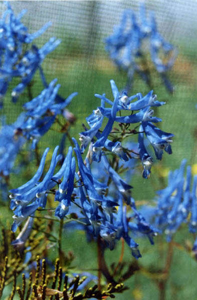 Image of blue corydalis