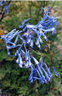 Image of blue corydalis
