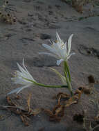 Imagem de Pancratium maritimum L.