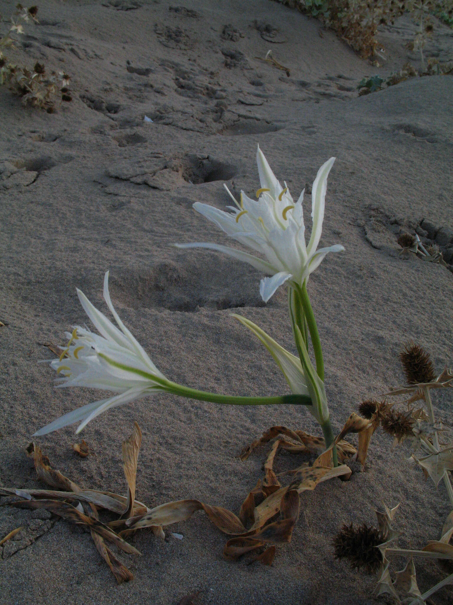 Imagem de Pancratium maritimum L.