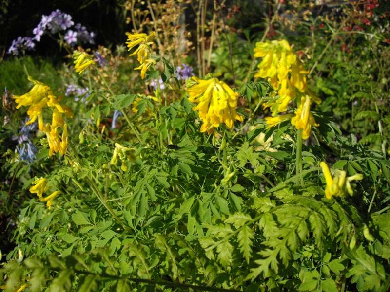 Image of yellow corydalis