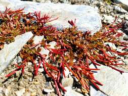 Imagem de Epilobium tasmanicum Hausskn.