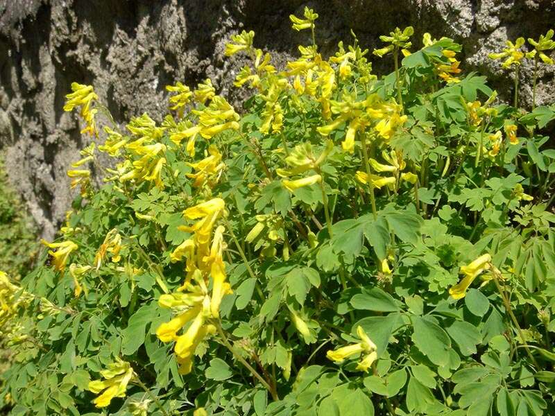 Image of yellow corydalis