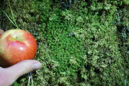 Image of Haller's bartramia moss