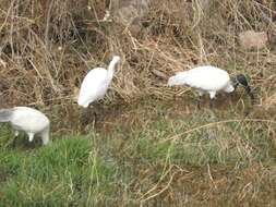 Imagem de Ardea intermedia Wagler 1829