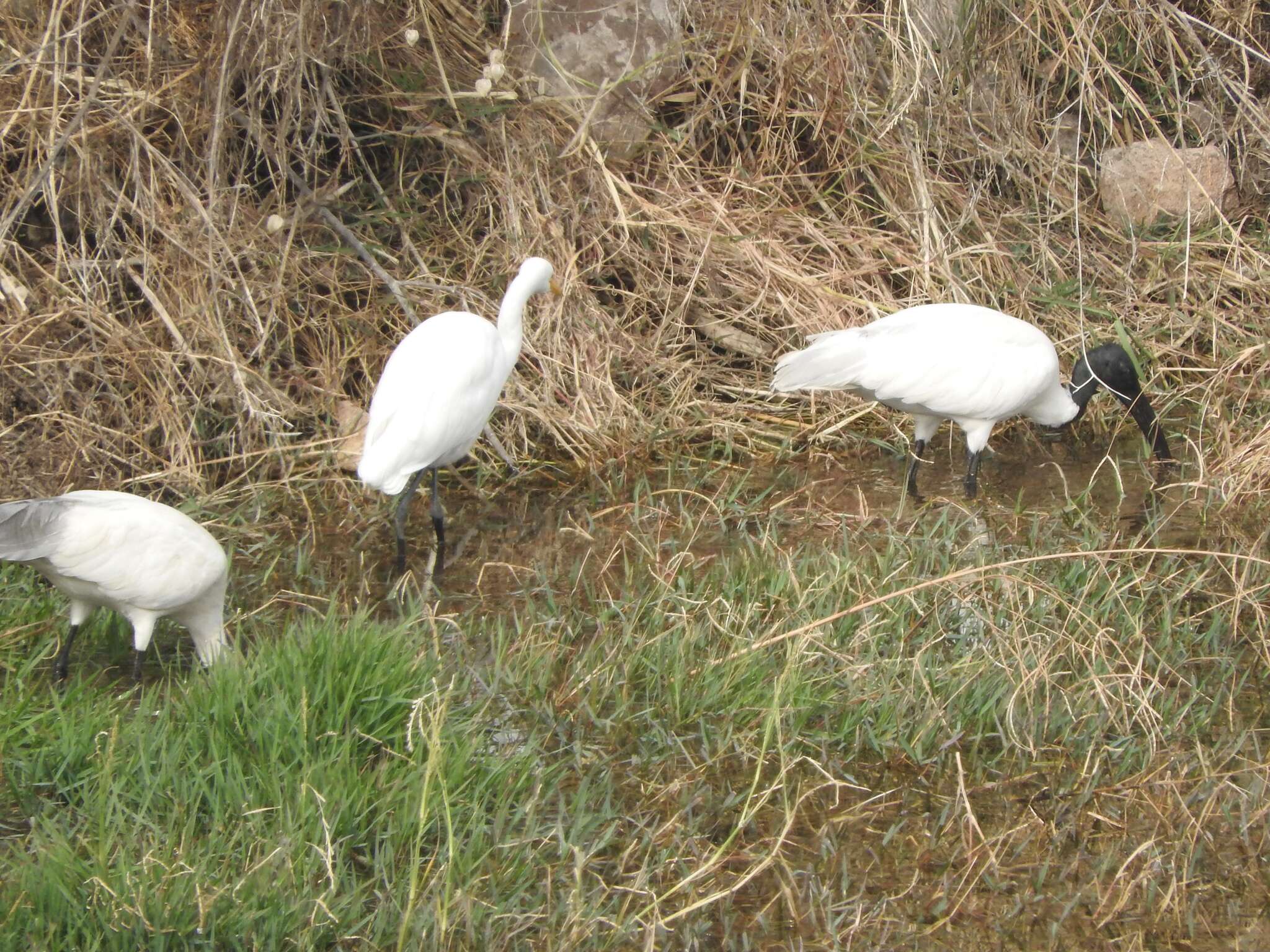 Image of Intermediate Egret