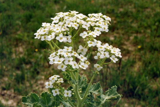 Image of sea kale