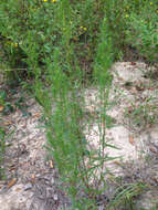 Image of narrowleaf marsh elder