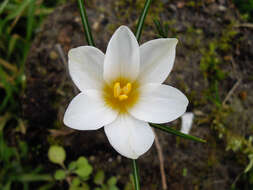 Image of Crocus malyi Vis.