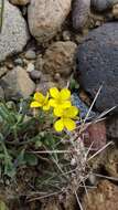 Image of alpine bladderpod