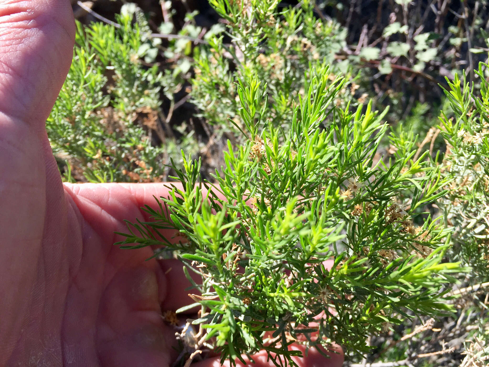 Imagem de Ericameria laricifolia (A. Gray) Shinners