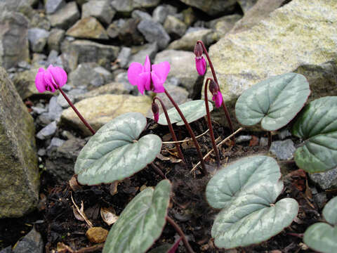 Image of Cyclamen coum Miller