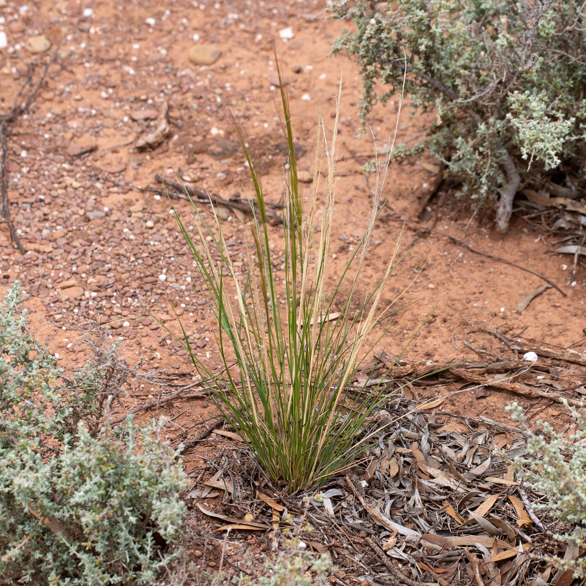 Image of Austrostipa nitida (Summerh. & C. E. Hubb.) S. W. L. Jacobs & J. Everett