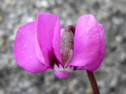 Image of Cyclamen coum Miller