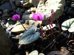 Image of Cyclamen coum Miller