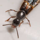 Image of Large rove beetle