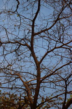 Image of Bauhinia malabarica Roxb.