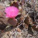 صورة Opuntia basilaris var. longiareolata (Clover & Jotter) L. D. Benson