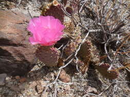 Image of beavertail pricklypear