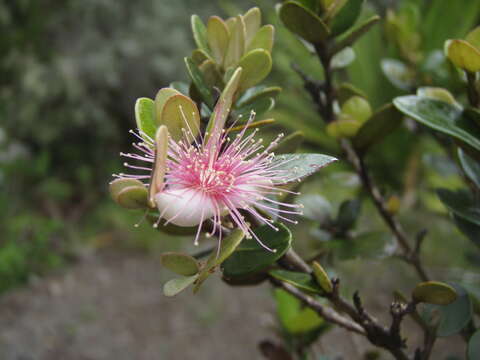 صورة Eugenia buxifolia Lam.