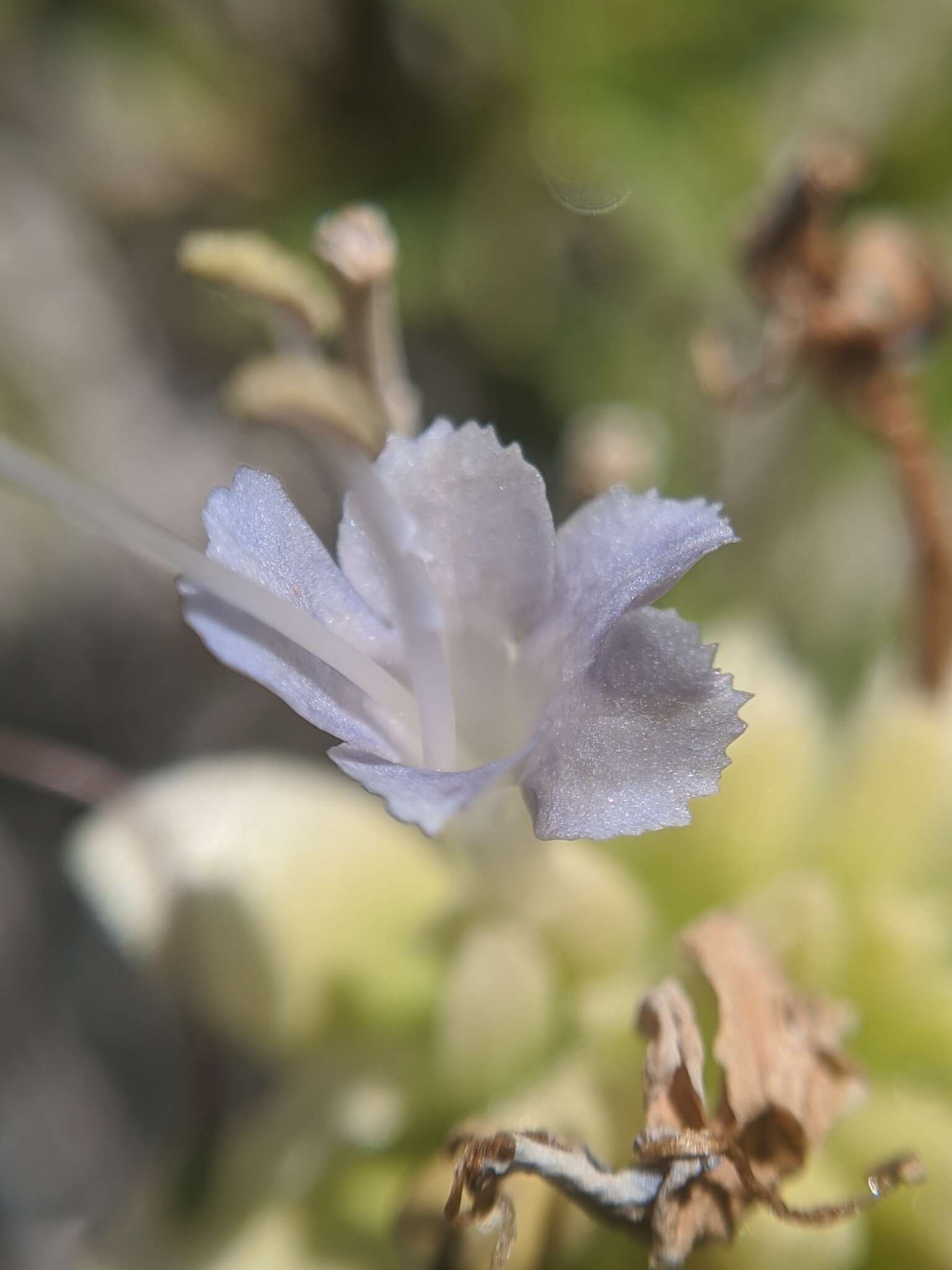 Image of Mojave sage