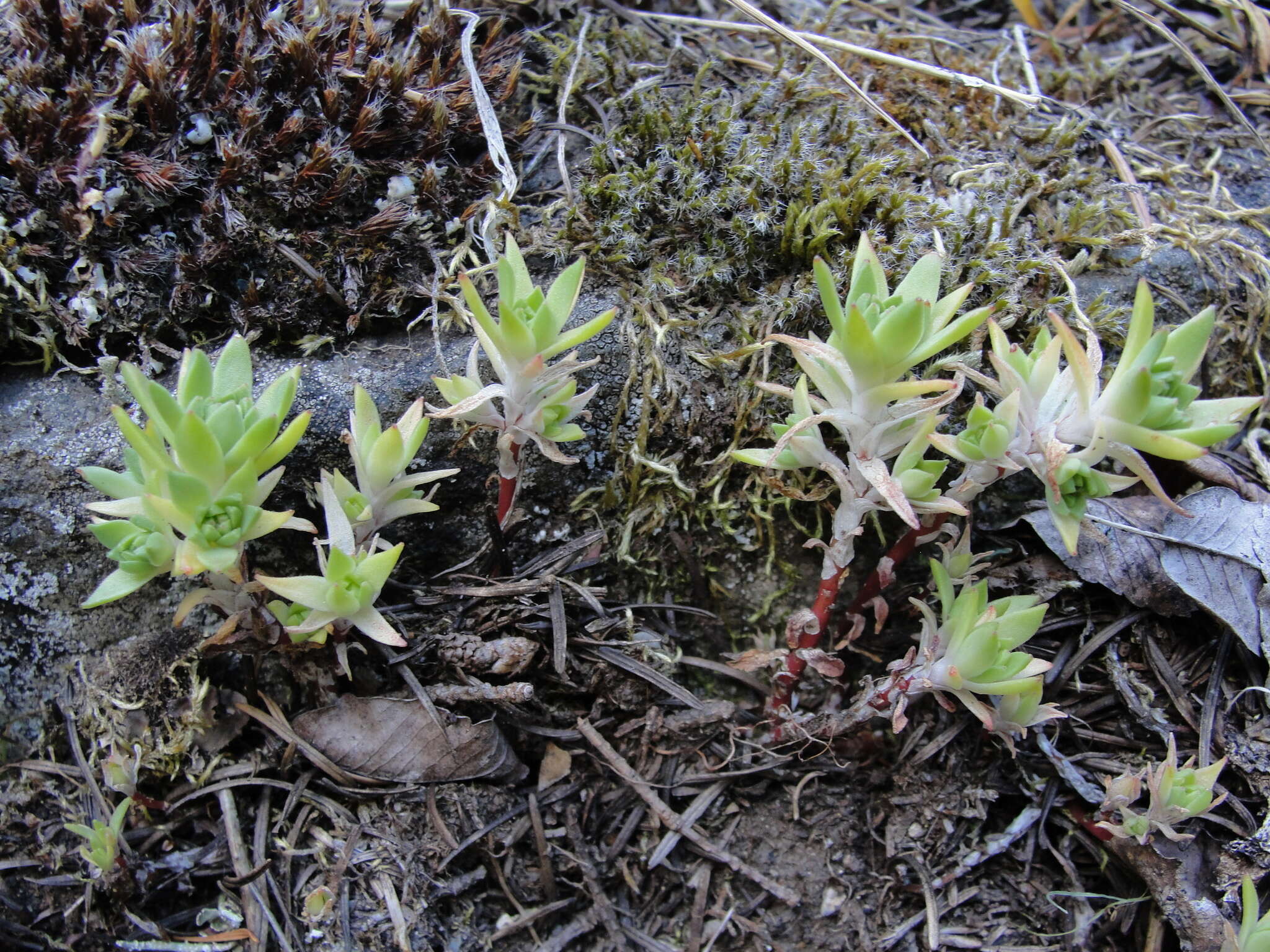 Image of Coast Range stonecrop