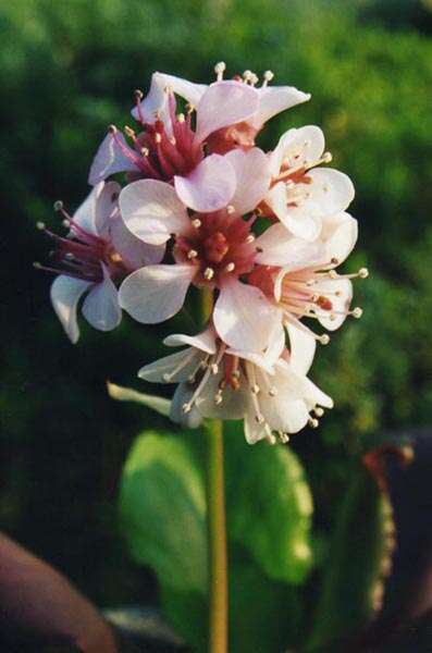 Image of Bergenia stracheyi (Hook. fil. & Thomson) Engl.