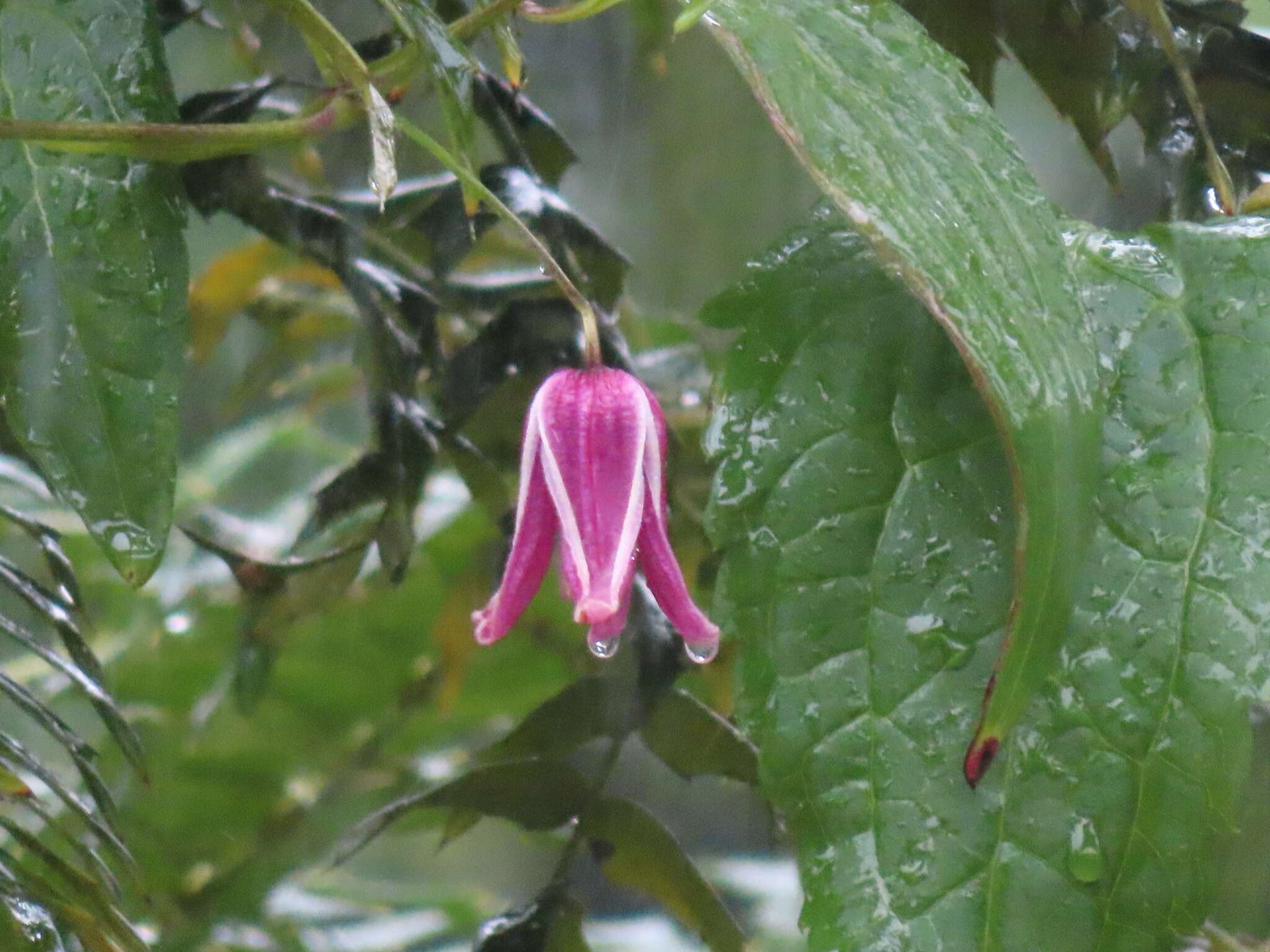 Image of Clematis lasiandra Maxim.