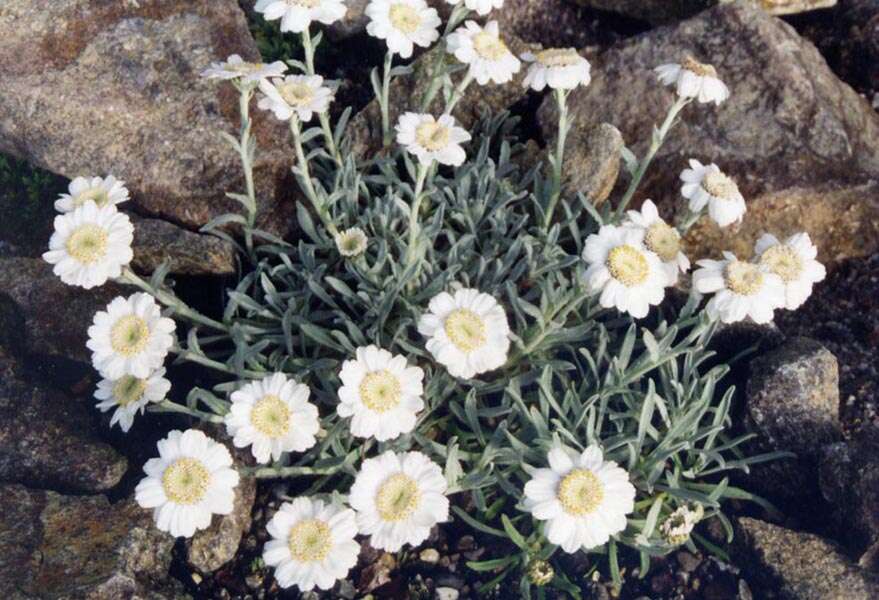 Sivun Achillea ageratifolia (Sibth. & Sm.) Boiss. kuva