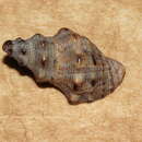 Image de Phycothais reticulata (Blainville 1832)
