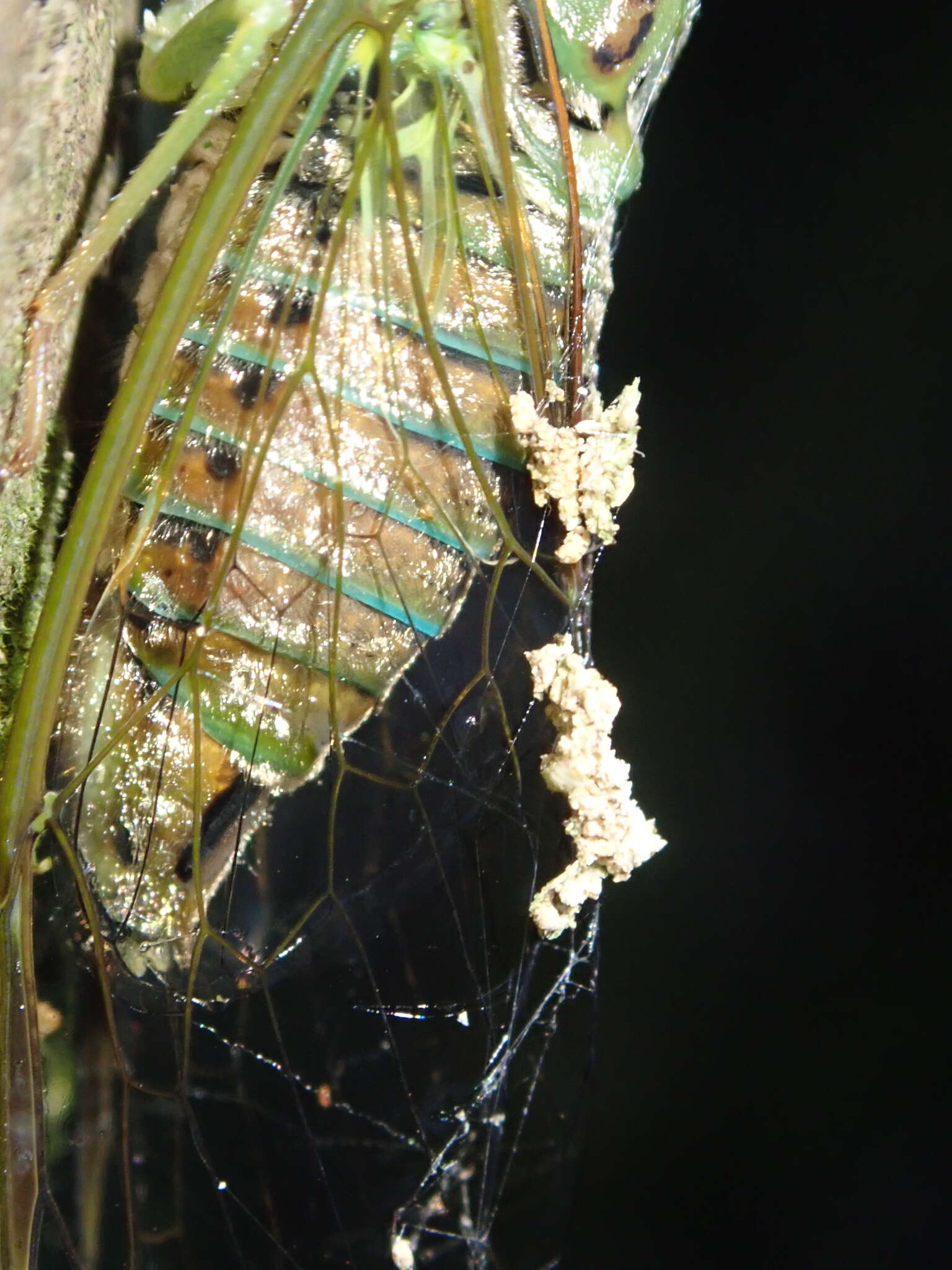 Image of lesser bronze cicada