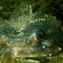 Image of Lusitanian Toadfish