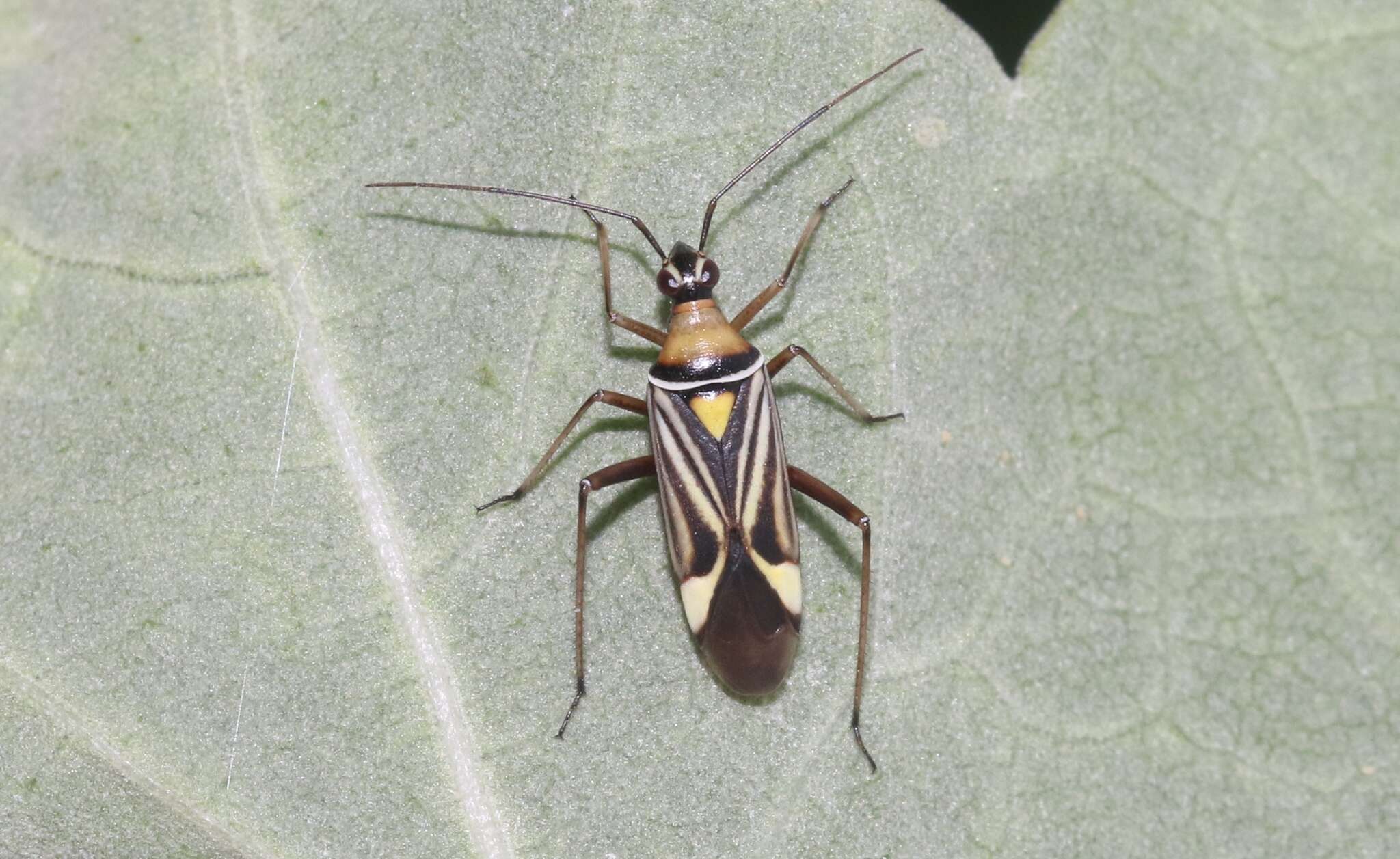 Image of Closterocoris amoenus (Provancher 1887)