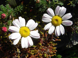 Image of Atlas Daisy