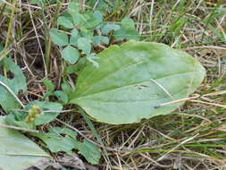 Image of Broadleaf Plantain