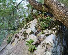 Imagem de Adromischus cristatus var. zeyheri (Harv.) Tölken