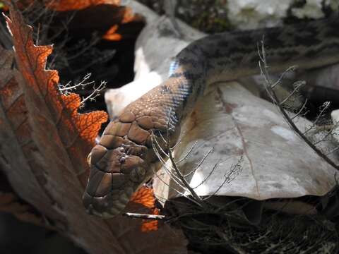 Image of Australischer Amethystpython