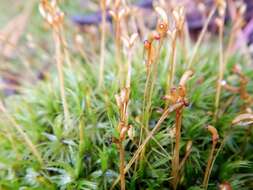 Image of Ontario dicranum moss
