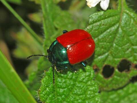 Image of Chrysolina grossa