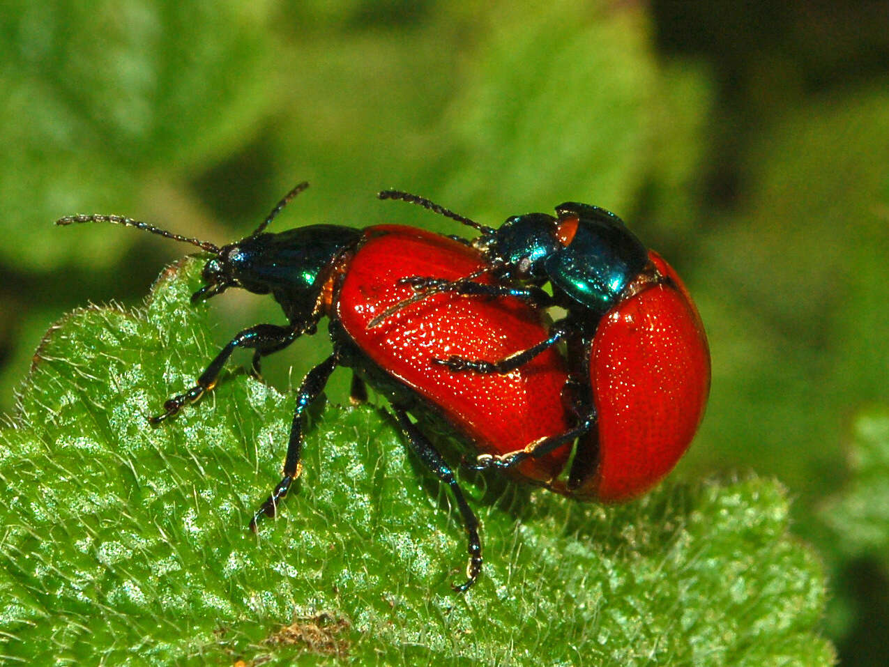 Image of Chrysolina grossa