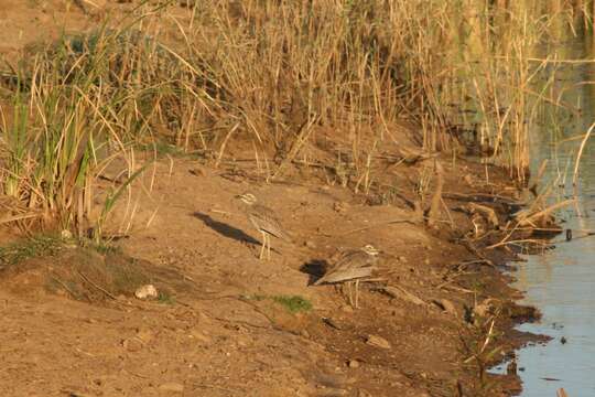 Image of Senegal Thick-knee