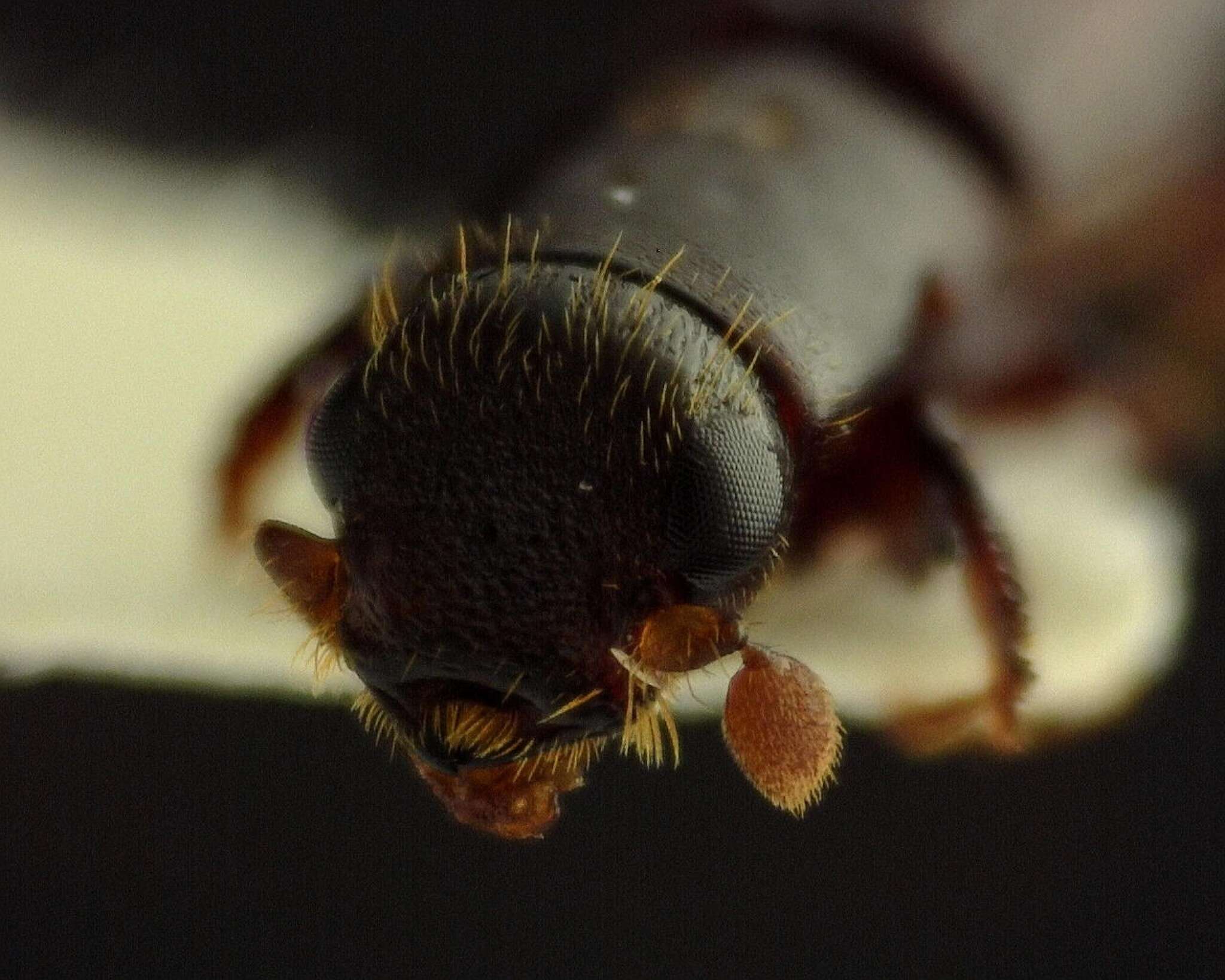 Image of Oxoplatypus quadridentatus (Olivier & A. G. 1795)