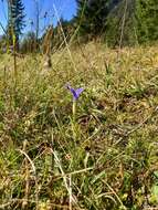 Gentianopsis ciliata (L.) Ma的圖片