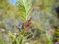 Brunia africana (Burm. fil.) Class.-Bockh. & E. G. H. Oliv. resmi