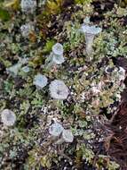 Image of cup lichen